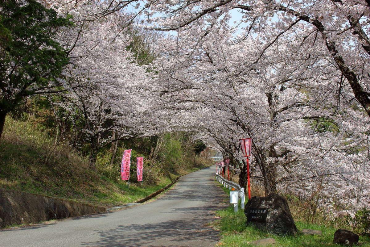 途中の車道はまさに桜のトンネル！