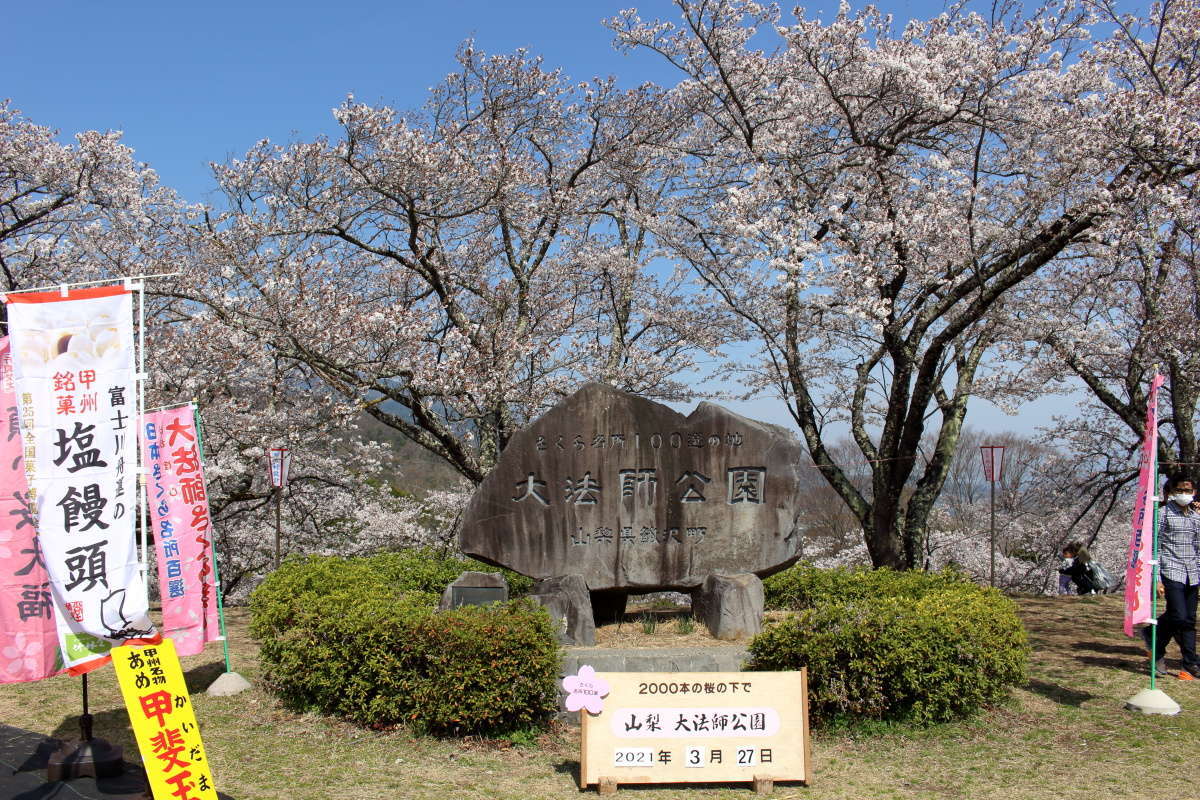 大法師公園の広場に到着！ 「さくら名所１００選の地」です！