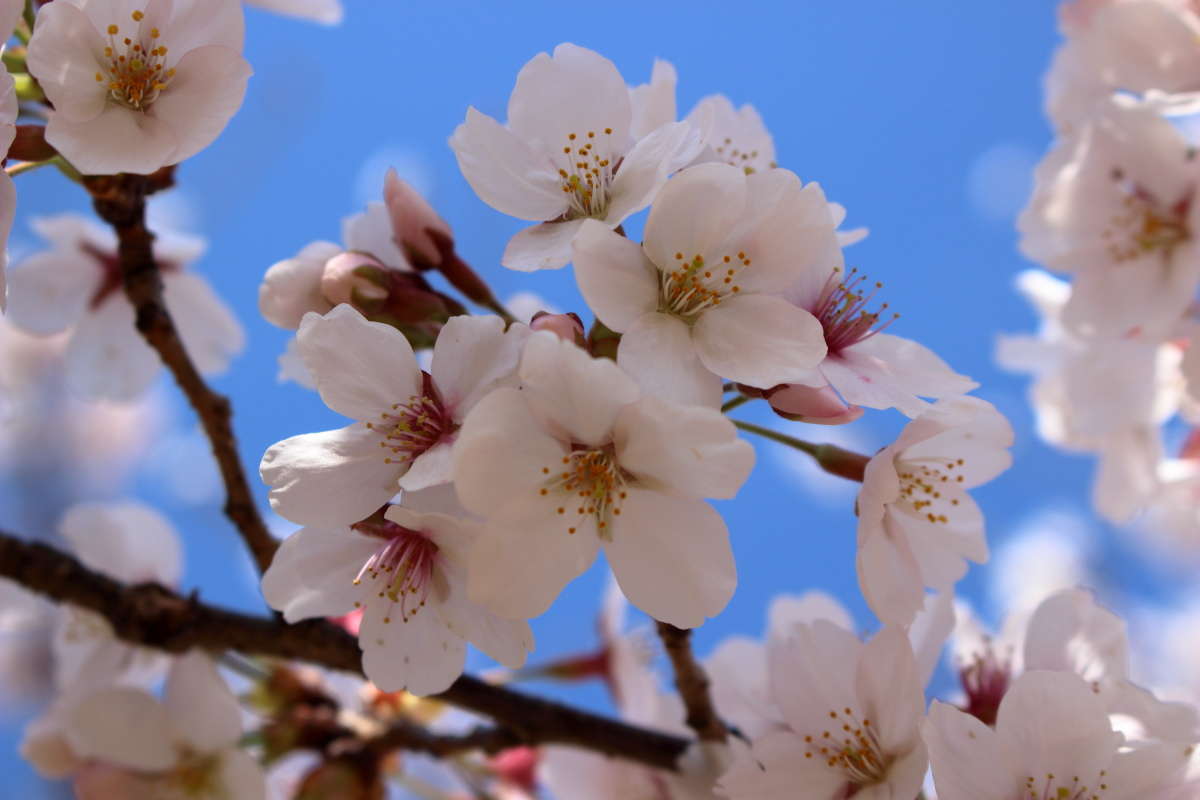 ほぼ満開の大法師公園の桜