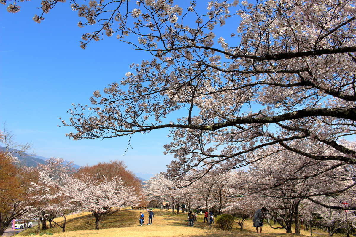 桜に囲まれた芝生の広場はこどもの遊び場に最適！