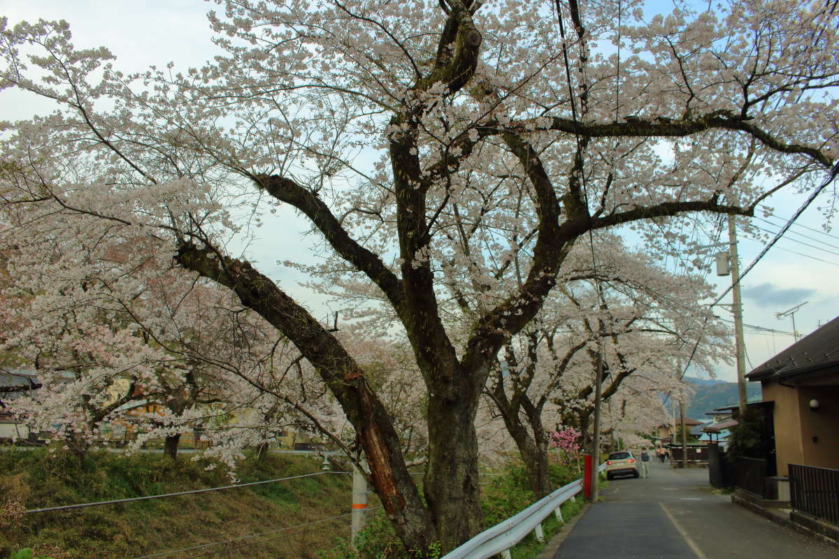 線路の両側の道路からもお花見を楽しめる山北駅