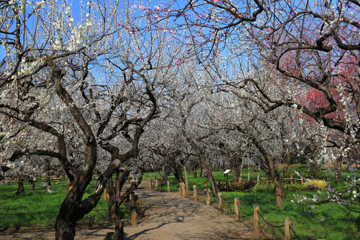 梅の花のトンネルのようになっている偕楽園「東西梅林」の遊歩道