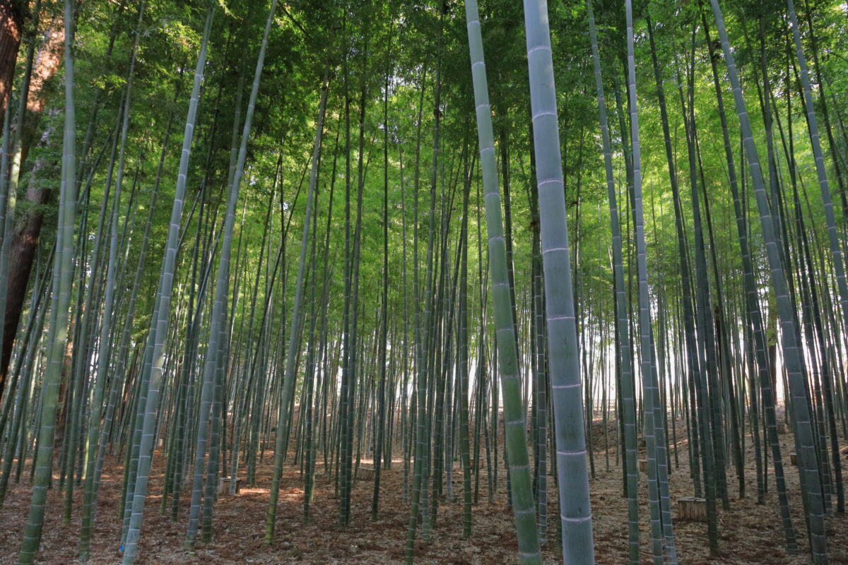 偕楽園の「孟宗竹林」