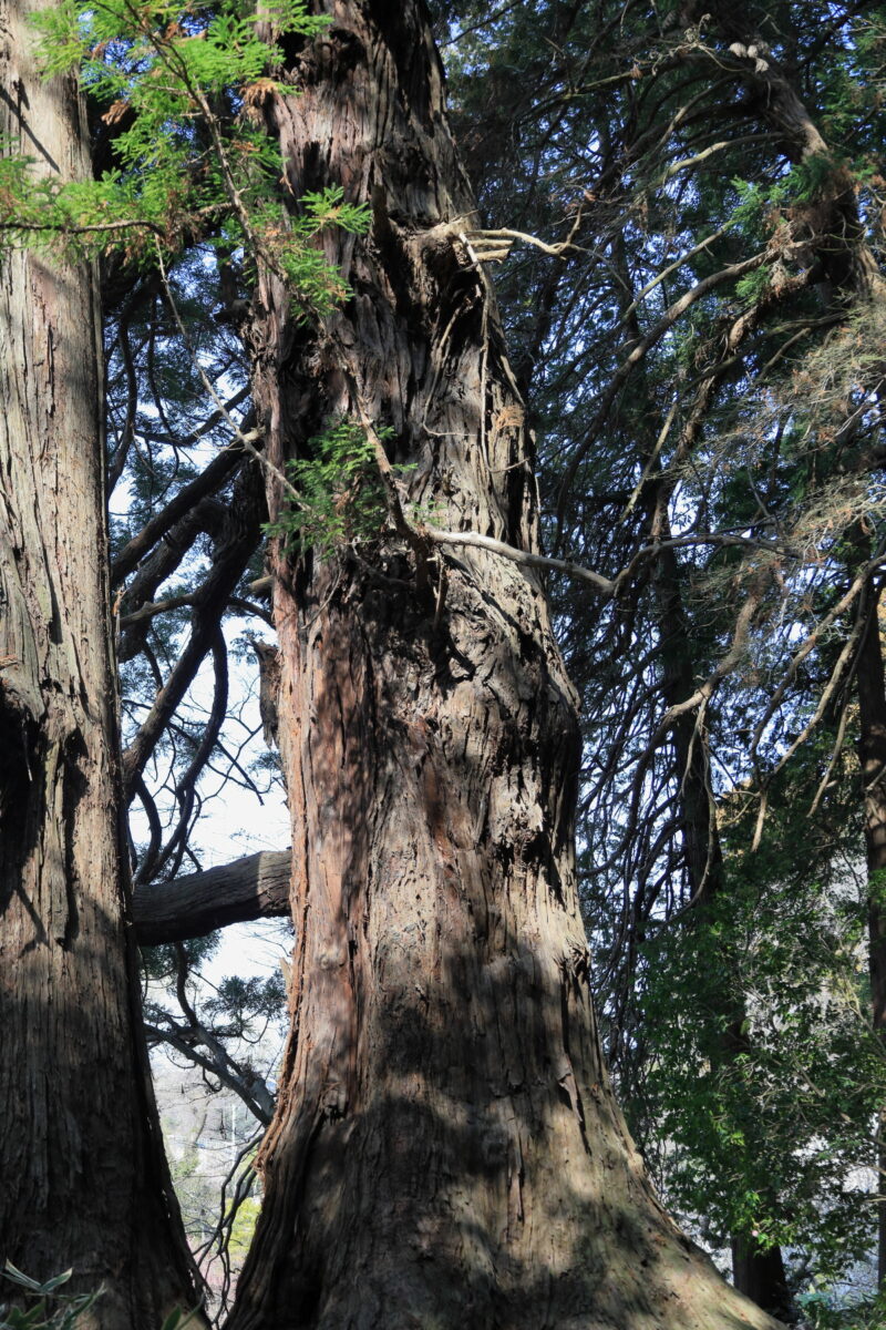 樹齢800年の「太郎杉」