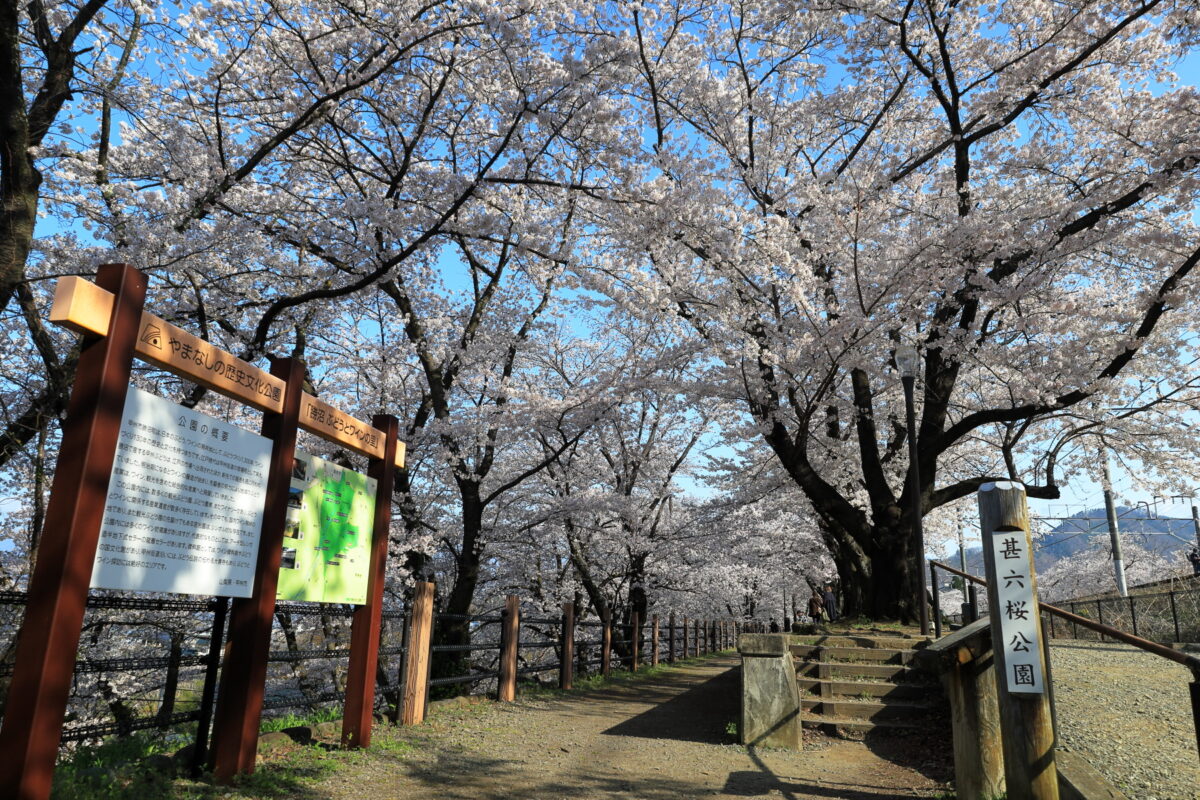 見事な桜のトンネルが続く「甚六桜公園」