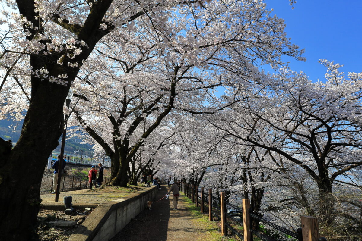 桜が満開の甚六桜公園