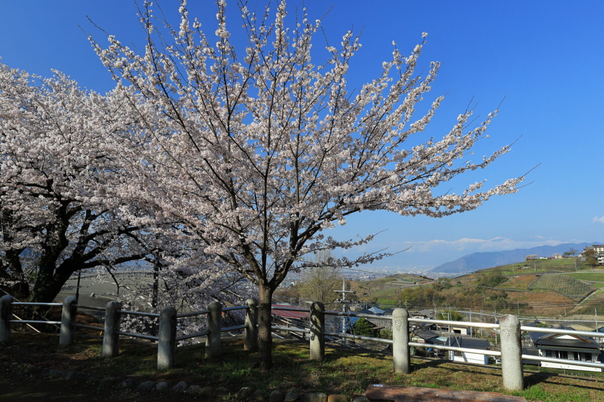 甚六桜公園からの桜と南アルプスの眺め