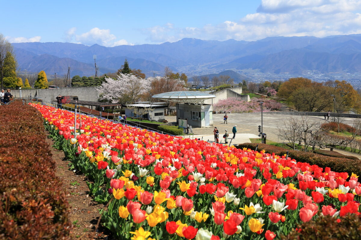 チューリップも満開の笛吹川フルーツ公園