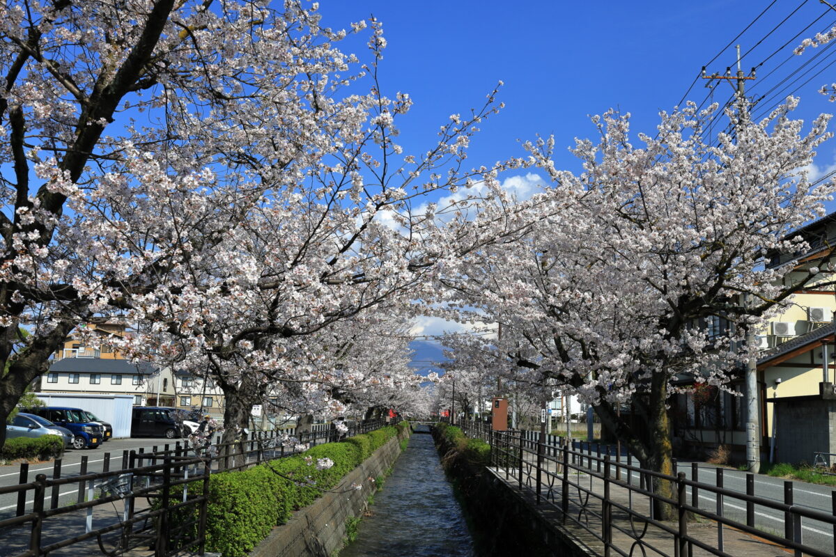 石和温泉の桜並木が続く「さくら温泉通り」