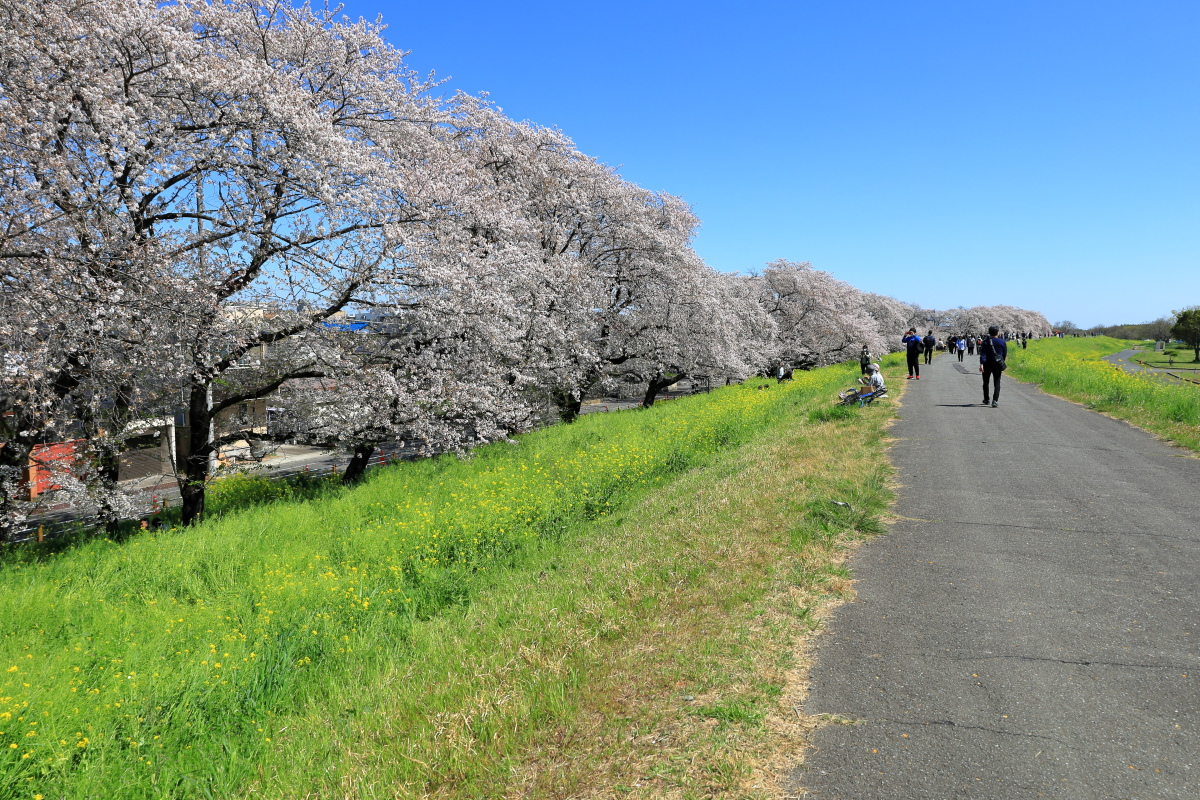 熊谷桜堤の桜並木の様子