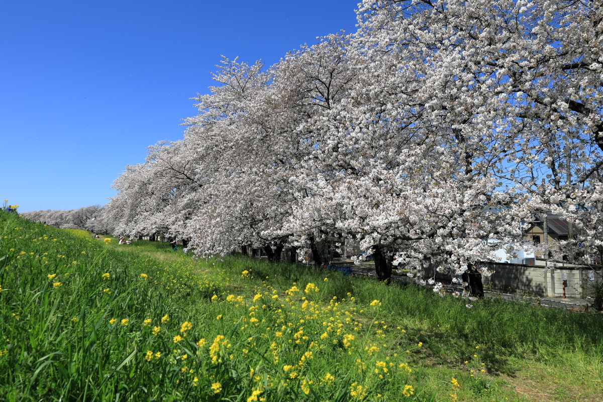 菜の花とソメイヨシノのコントラストが美しい熊谷桜堤