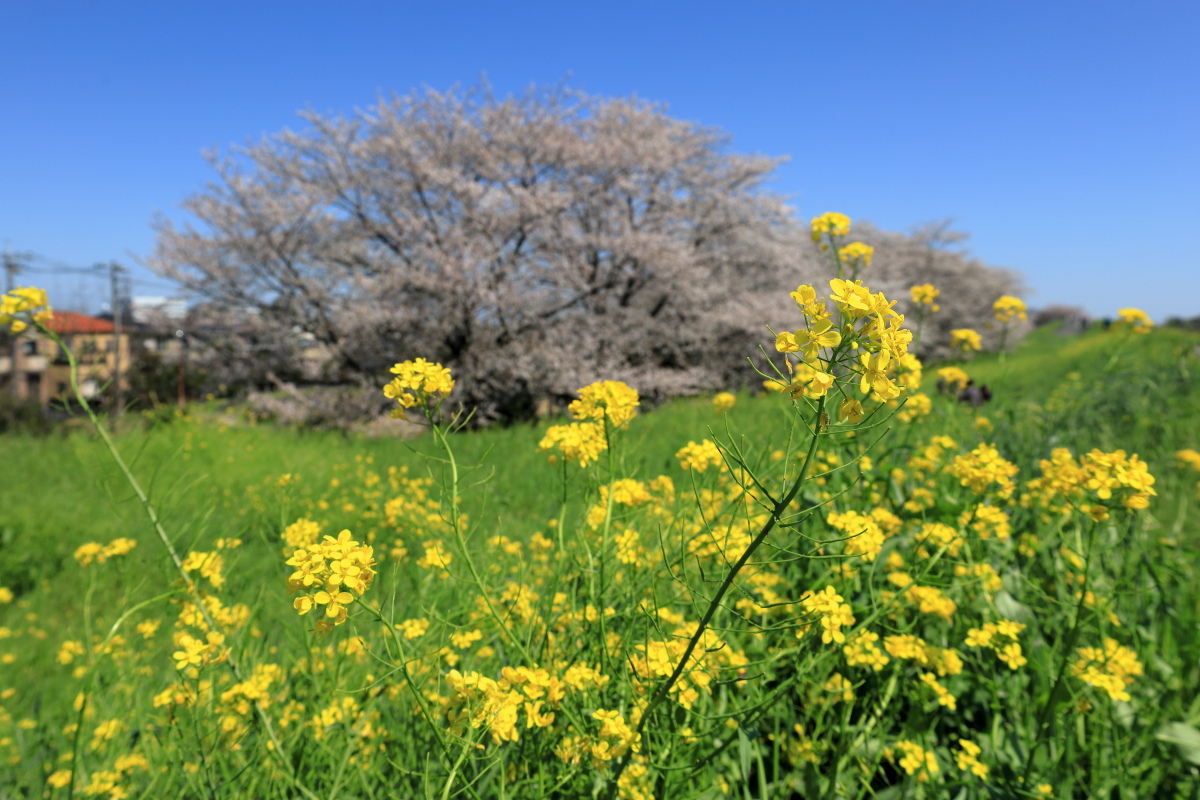 鮮やかな菜の花とソメイヨシノ