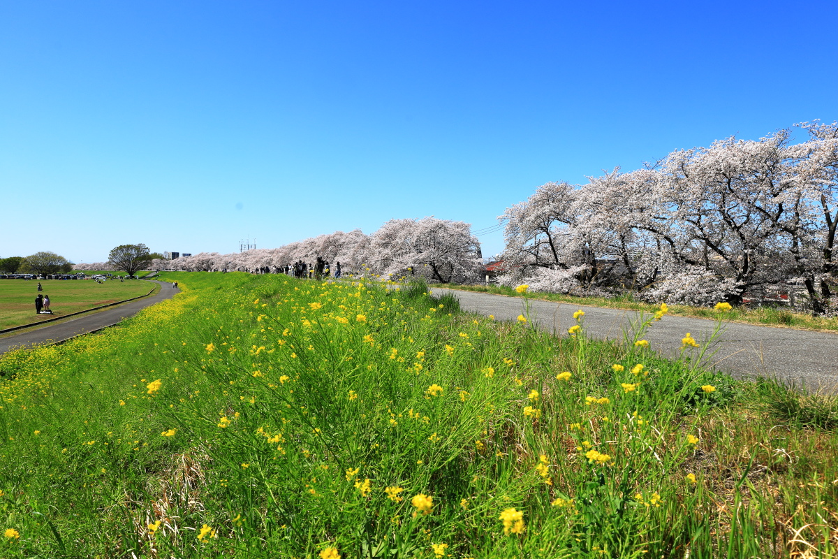 荒川の堤沿いにずっと続く桜並木