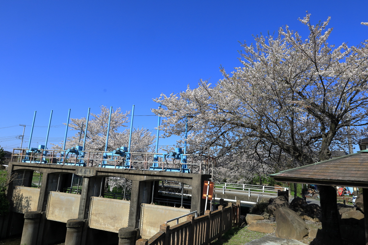 小さな堰の上を桜が彩る榎戸堰