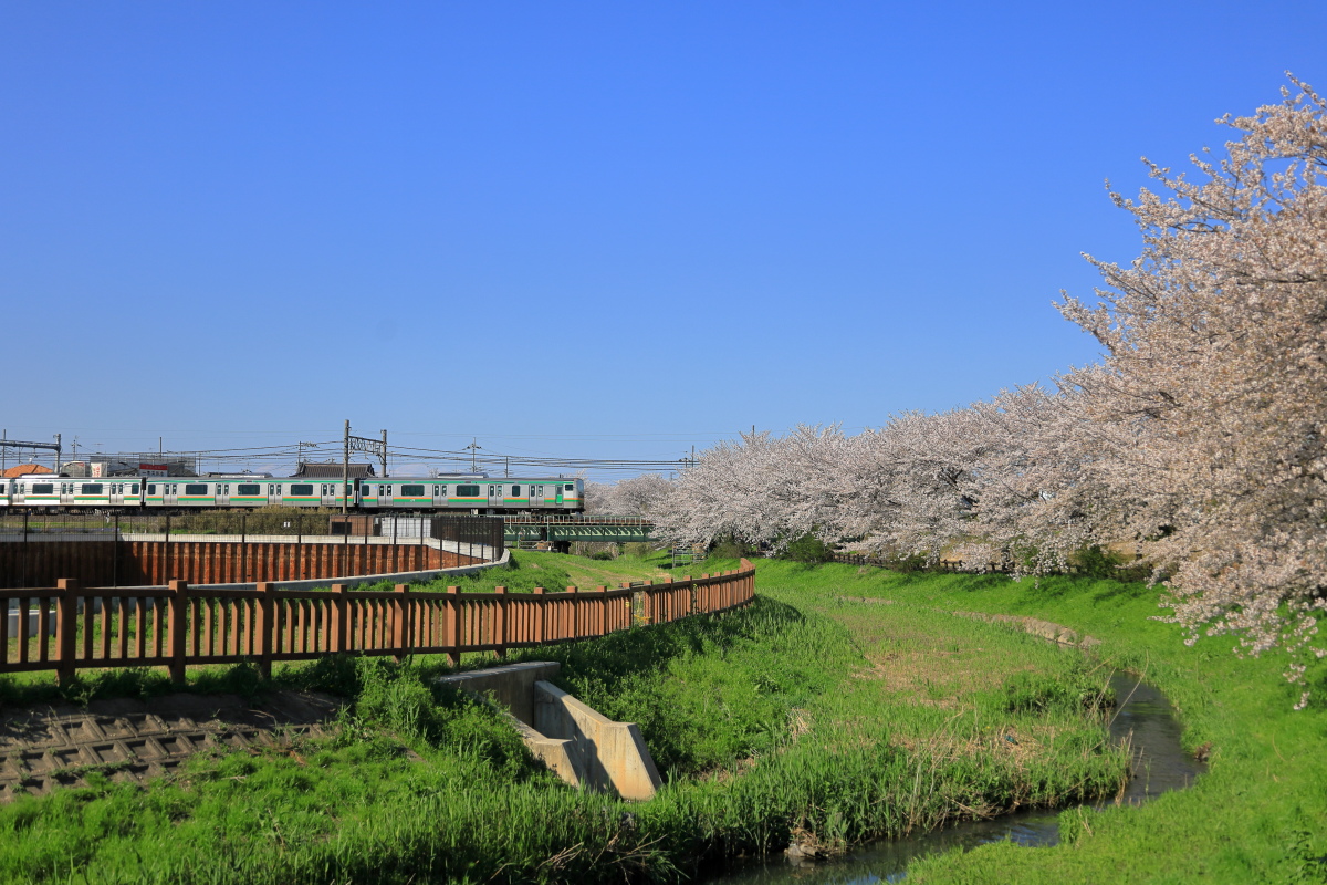新宿橋からの眺める桜並木と高崎線の列車