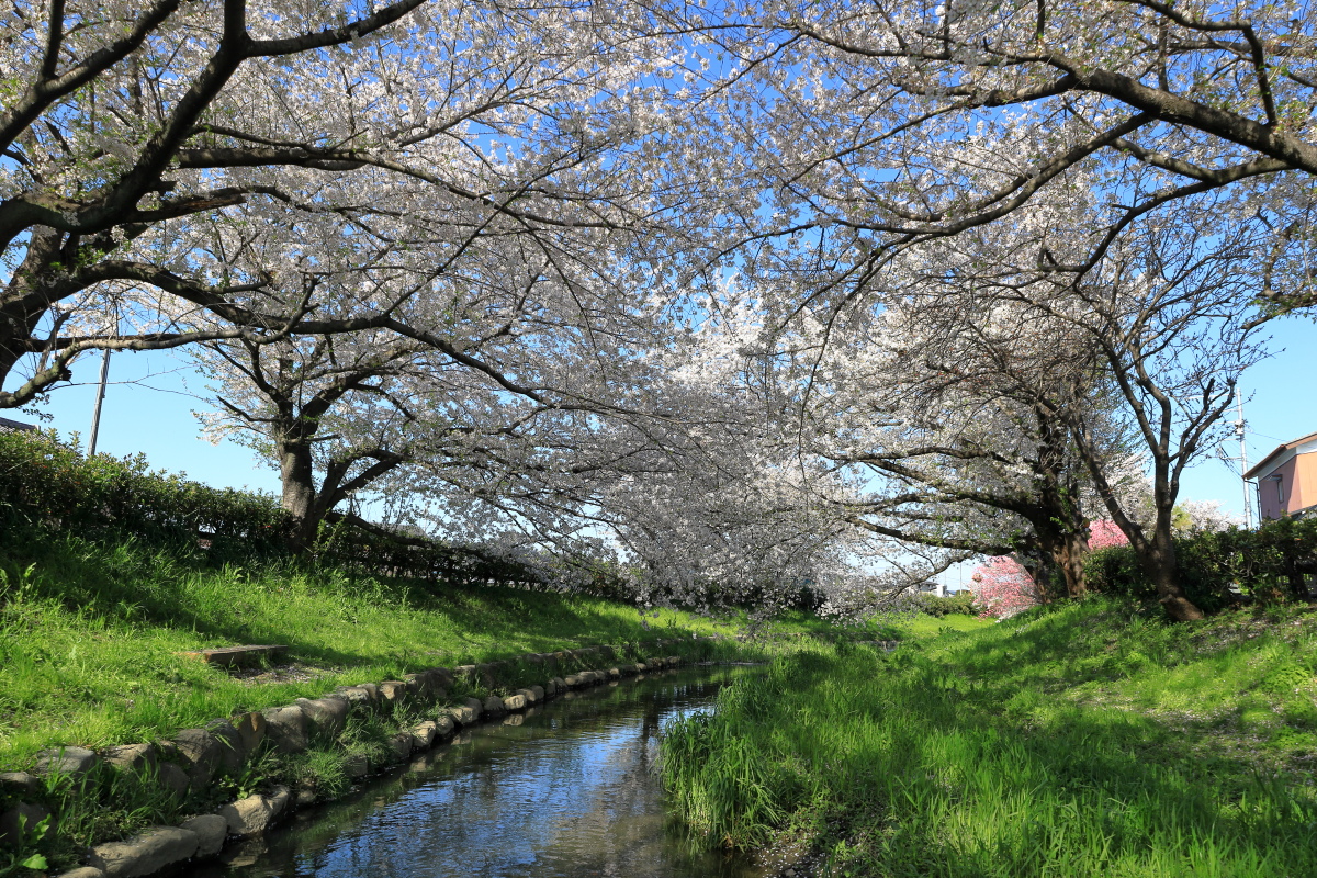 元荒川脇の遊歩道の上を桜並木が続く