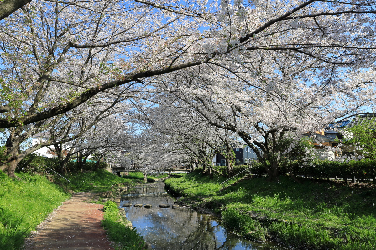 歩きやすい舗装された遊歩道が続く元荒川桜並木