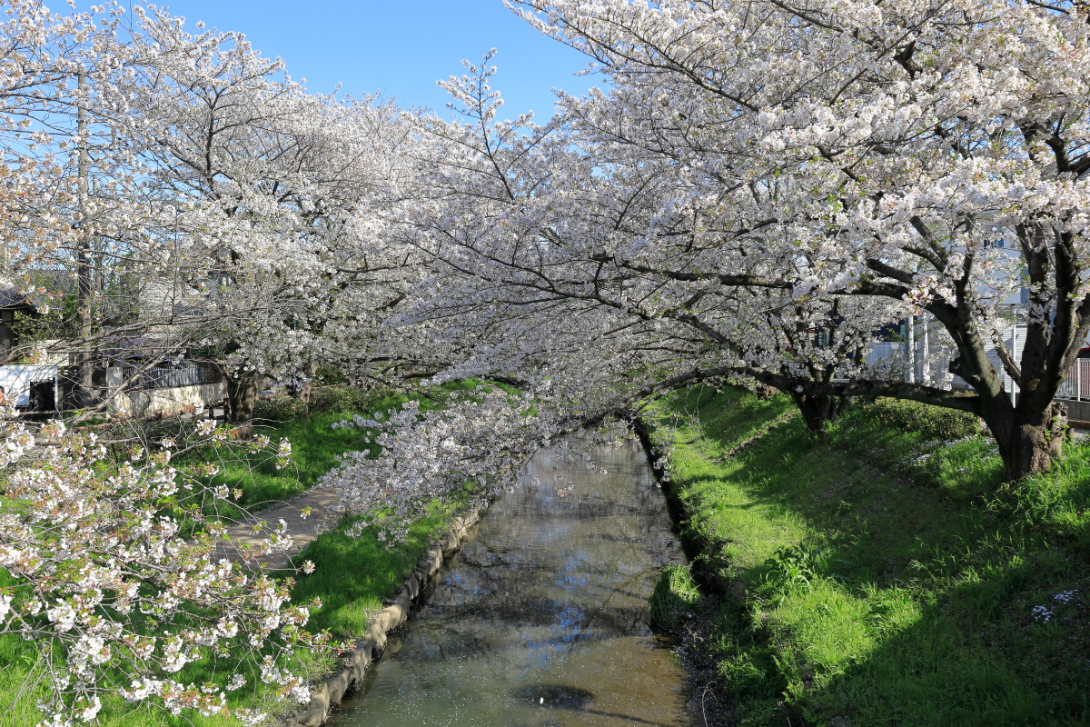 元荒川を超える橋の上から眺める桜並木