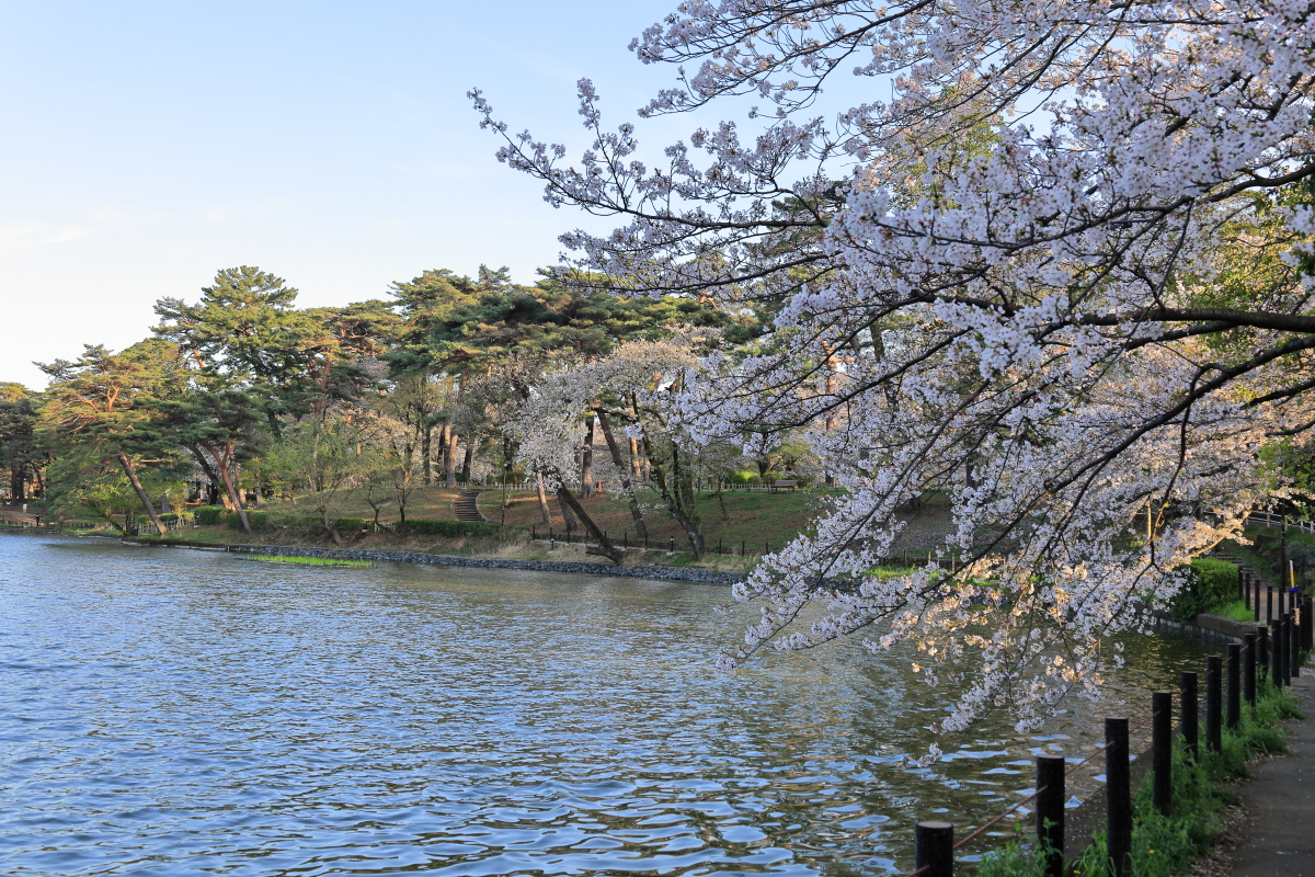 舟遊池脇に咲くソメイヨシノ
