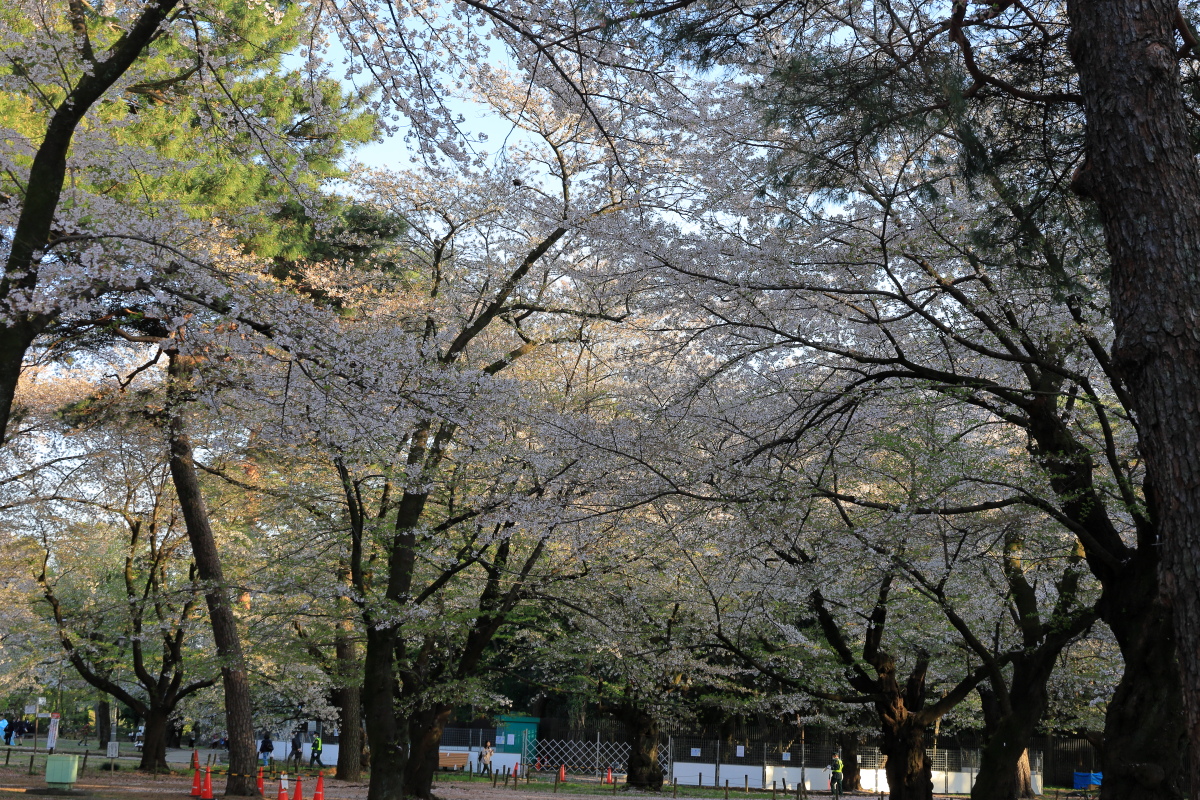 散り始めの大宮公園 自由広場の桜