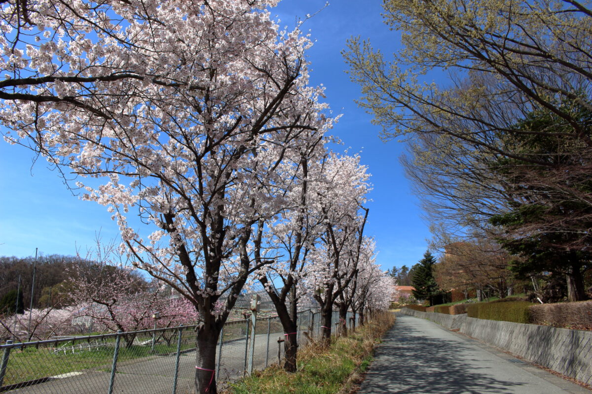 笛吹フルーツ公園西端の桜並木
