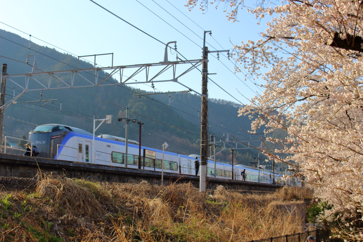 勝沼ぶどう郷駅の甚六桜と通過する特急あずさ